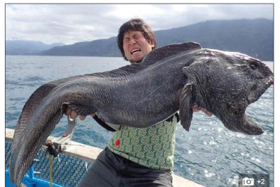 Bắt được cá to dị thường gần Fukushima