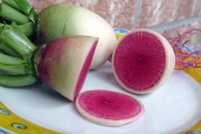 Bật mí cách trồng củ cải dưa hấu ngon không cưỡng nổi