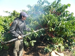 Tăng năng suất gấp 7 lần với máy thu hoạch cà phê của nông dân Việt