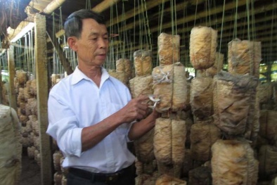 Trồng nấm, lãi 300 triệu đồng mỗi năm