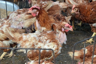 Xuất hiện 3 ổ cúm gia cầm lây sang người nguy hiểm