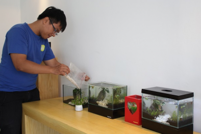 Giám đốc 9x kiếm tiền tỷ… từ kinh doanh bể cá mini