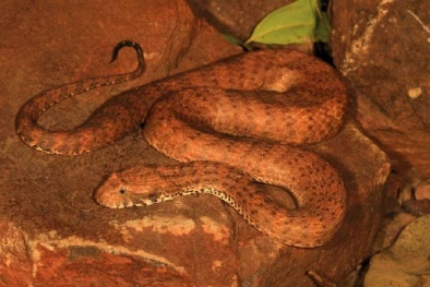 Bất ngờ phát hiện loài rắn mới độc nhất trên thế giới