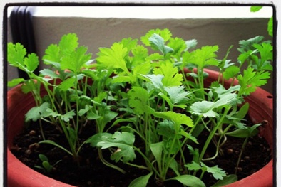 Bí kíp trồng rau mùi trong chậu chỉ với 20 ngày