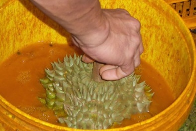 Đắk Lắk: Phát hiện thêm cơ sở dùng hóa chất ép chín sầu riêng