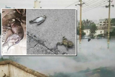 Trung Quốc: Trẻ ho ra máu, động vật chết la liệt vì rò rỉ khí amoniac