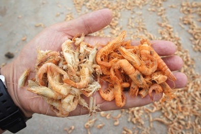 Mẹo hay phân biệt tôm khô tự nhiên và tôm khô hóa chất