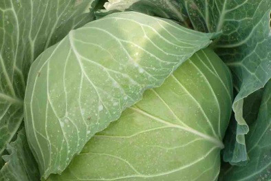 Không phải ai cũng ăn được bắp cải! 