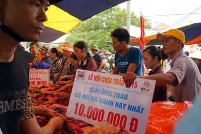 Chọi trâu Đồ Sơn 2015: Nghìn người chen chúc bỏ tiền triệu mua thịt trâu chọi