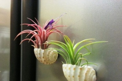 Phát sốt với mốt chơi 'cây không khí' đẹp đến nao lòng