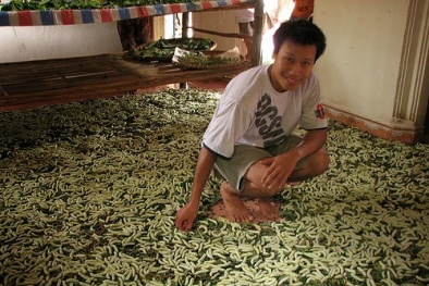 Hà Giang: Nuôi tằm bằng lá sắn cho năng suất cao