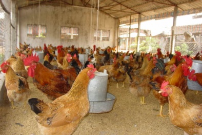 Hà Nội: Thí điểm hợp tác chăn nuôi theo chuỗi năng suất chất lượng cao