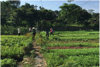 Hòa Bình: Mô hình trồng rau hữu cơ nâng cao năng suất, thu nhập cho nông dân
