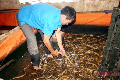 Long An: Kinh nghiệm nuôi lươn không bùn cho năng suất chất lượng tốt