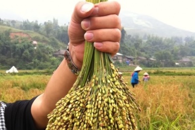 Lúa nếp thơm Hưng Yên tăng năng suất gấp 2 lần