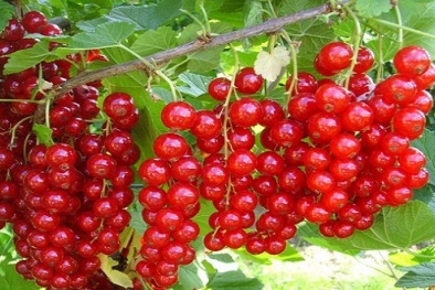 Nho chuỗi ngọc giá 2 triệu một kg có tốt như lời đồn?