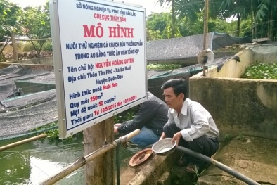 Nuôi cá chạch bùn trong ao cho cá ít bệnh, năng suất cao