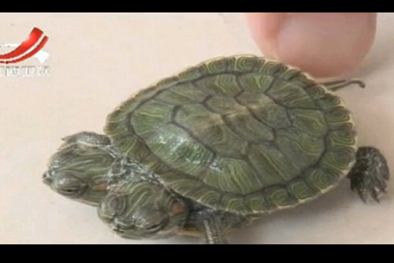 Rùa hai đầu cực hiếm xuất hiện tại Trung Quốc