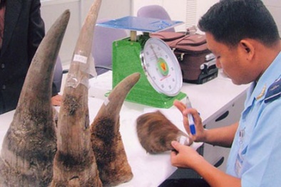Sản xuất sừng tê giác nhân tạo: Sáng kiến hay tối kiến?