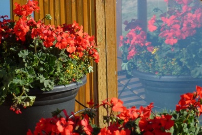 Những loài hoa bung nở rực rỡ, cực thích hợp trồng trong mùa đông