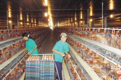 Chăn nuôi gia cầm trước thềm TPP: Như ngọn đèn mong manh trước gió