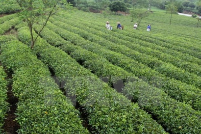 Hà Nội: Đưa tiến bộ khoa học kỹ thuật vào phát triển cây chè