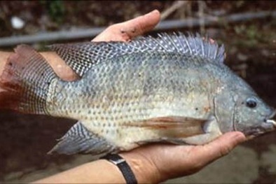 Cá rô phi Việt Nam 'mắc cạn' tại Úc
