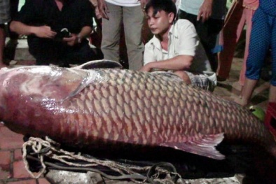 Trên dòng Cổ Chiên