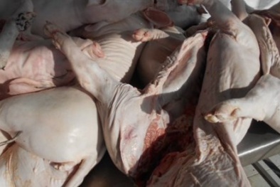 Ngăn chặn hàng trăm kg heo sữa thối đi xe giường nằm vào Tp. HCM