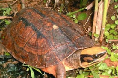 Báu vật rùa vàng 400 triệu đổi đời nông dân miền rừng