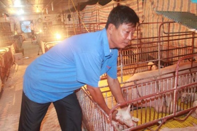 Nuôi lợn gia công lãi tiền tỷ
