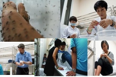 ‘Tiêm vắc xin cho muỗi’: Ứng dụng lạ trong phòng chống sốt xuất huyết