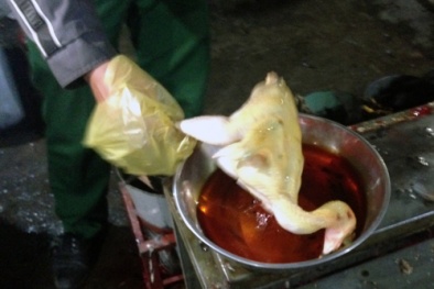 Vì lợi nhuận, nhuộm màu cho gà từ hóa chất nhuộm màu gỗ