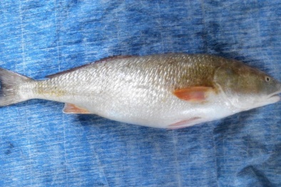 Bất ngờ bắt được giống cá lạ giá trị có thể lên tới tiền tỷ