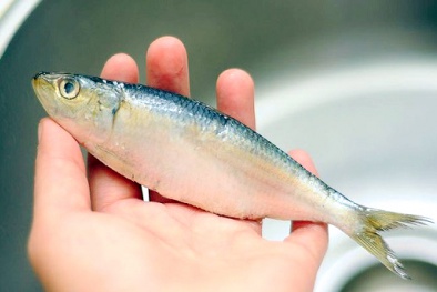 Cách nhận biết cá chứa urê, hàn the