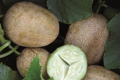 Cách trồng dưa chuột khoai tây tại nhà cho quả đẹp, vị ngon