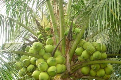 Lãnh đạo Sở GTVT nói gì về đề xuất trồng dừa trên phố?