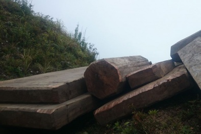 Thâm nhập đường dây phá rừng: 'Phù phép' gỗ rừng thành gỗ nhà