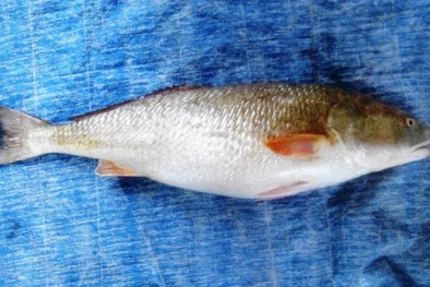 Cá lạ ngư dân Quy Nhơn bắt được không phải là ‘cá bạc triệu’ sủ vàng?