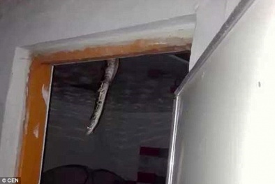 Giật mình phát hiện trăn khổng lồ 'lủng lẳng' trên trần nhà