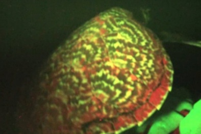 Lần đầu tiên phát hiện loài rùa biển phát sáng kỳ lạ