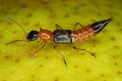 Cảnh giác trước các loài kiến độc nhất Việt Nam