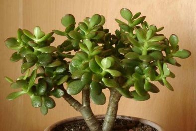 Đặt chậu cây cảnh tạo sinh khí trong nhà, đuổi tà rước lộc