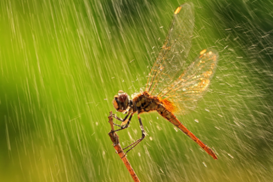 Dự báo thời tiết ngày mai 2/10: Có mưa rải rác trong ngày 