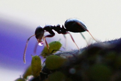 Những bí ẩn đáng kinh ngạc trong thế giới của loài kiến 