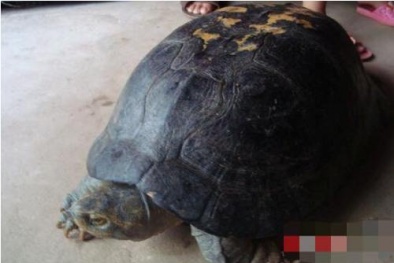 Nghệ An: Bắt được rùa quý hiếm có hình thù kỳ lạ trên mai