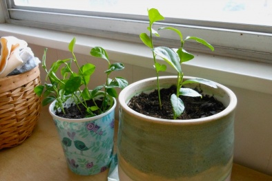 Bật mí cách trồng cây chanh cảnh nhỏ xinh để bàn 