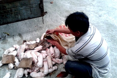 Lào Cai: Kịp thời ngăn chặn 600 kg nội tạng gia súc lậu từ Trung Quốc