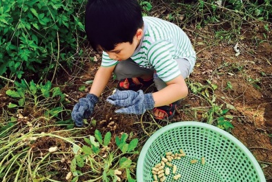 Nở rộ tour đi nông trại mua rau sạch