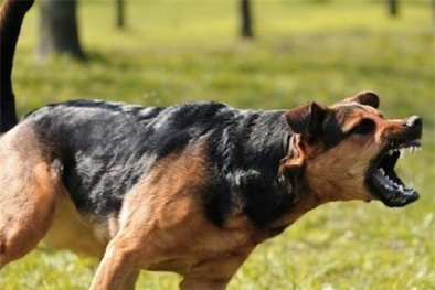 Sơ cứu đúng cách khi bị chó cắn